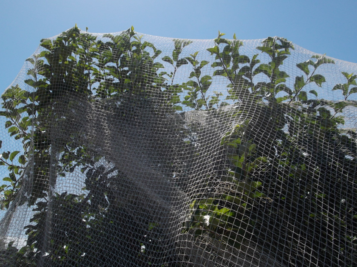 Worthy of netting—at last!