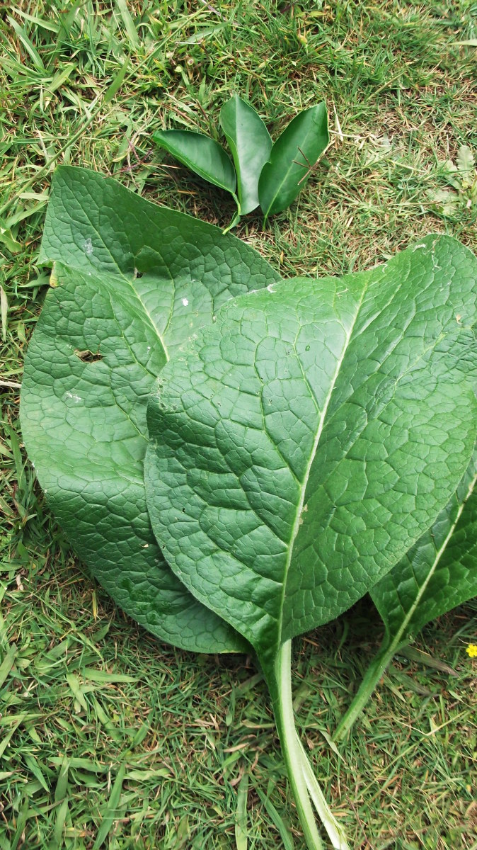 Compare the size of three of my comfrey leaves (grown organically, of course) with three lemon leaves. Lots of goodness in a comfrey mulch!