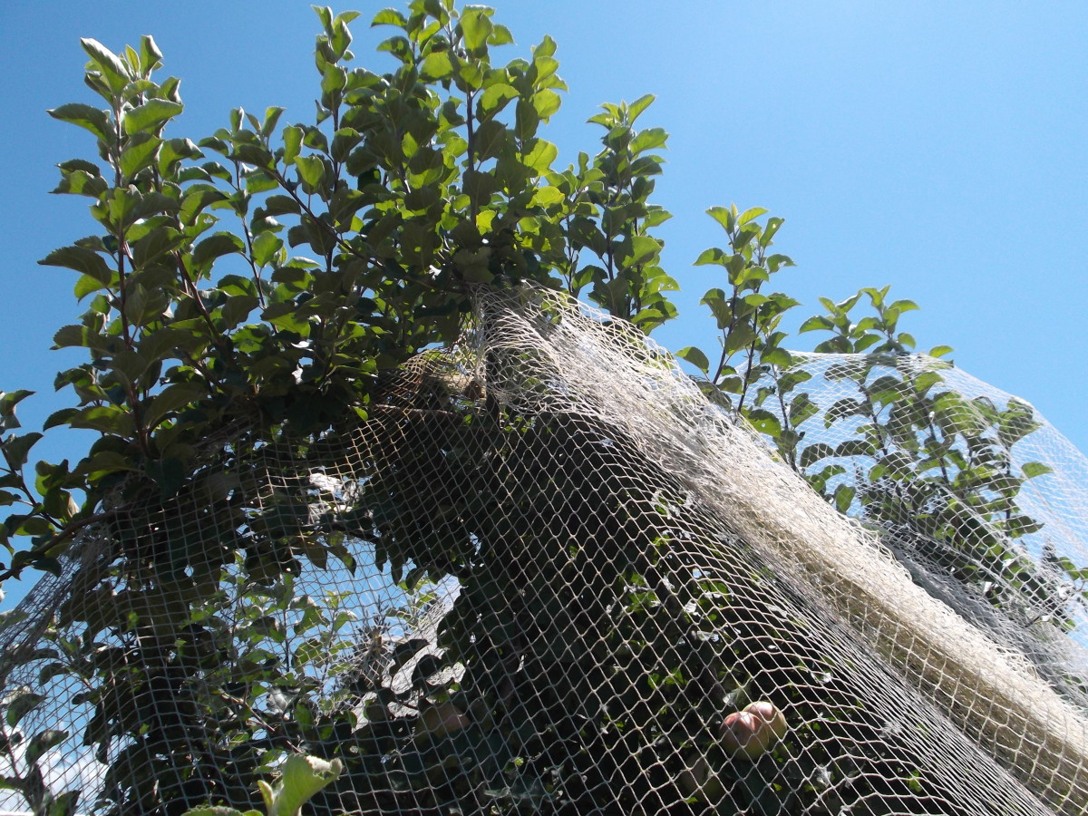 give-new-life-to-old-apple-trees