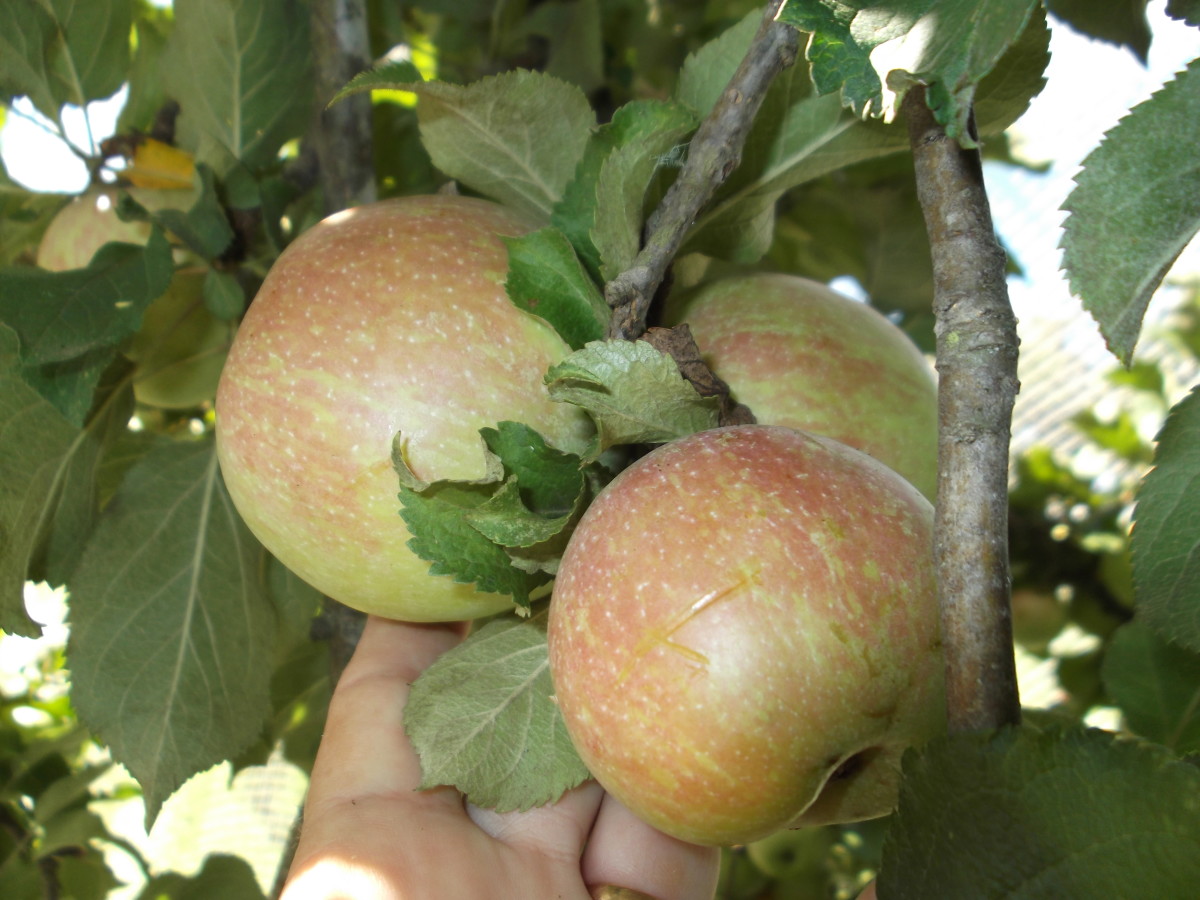 How to Give New Life to an Old Apple Tree