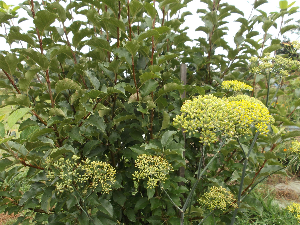 I plant fennel as protection for all my fruit trees, including apples.