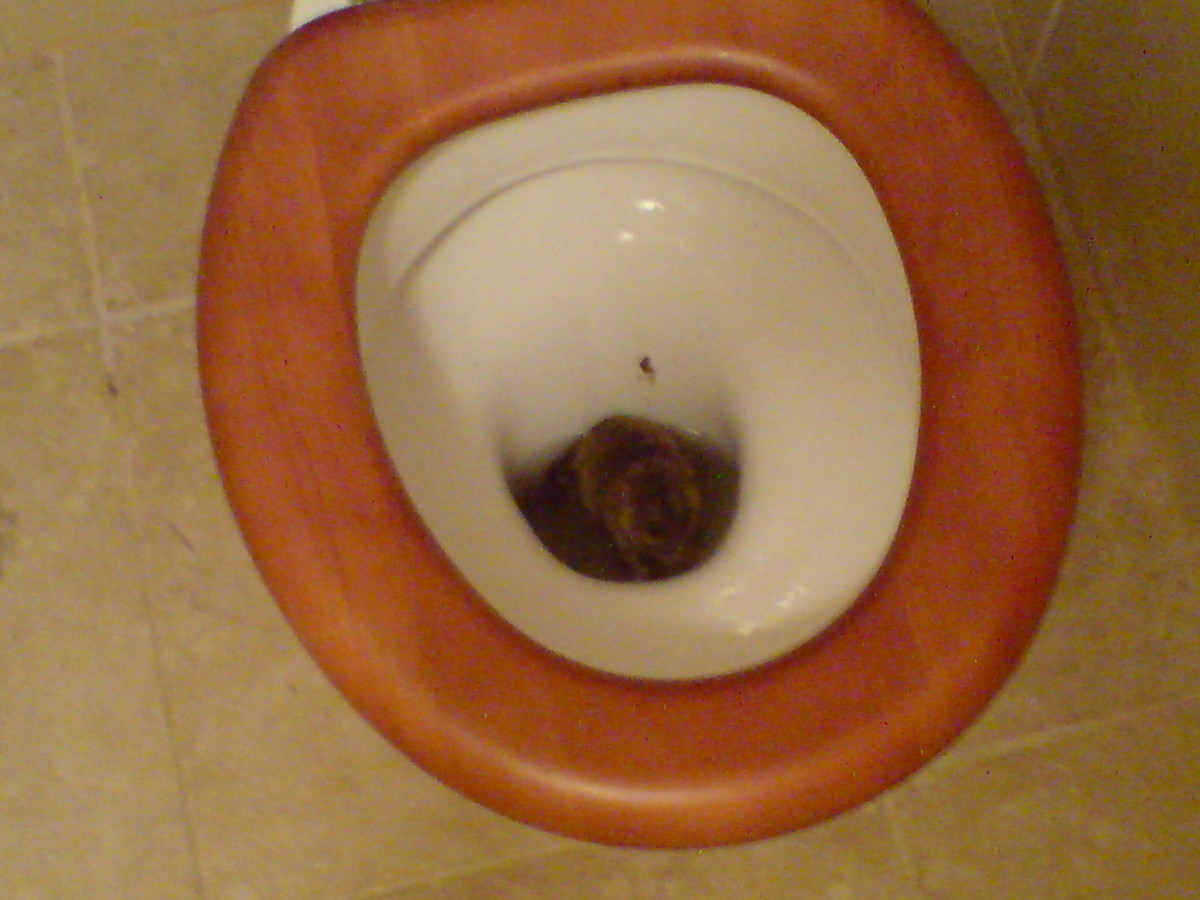 A rat in the toilet is likely to be tired from its long swim.