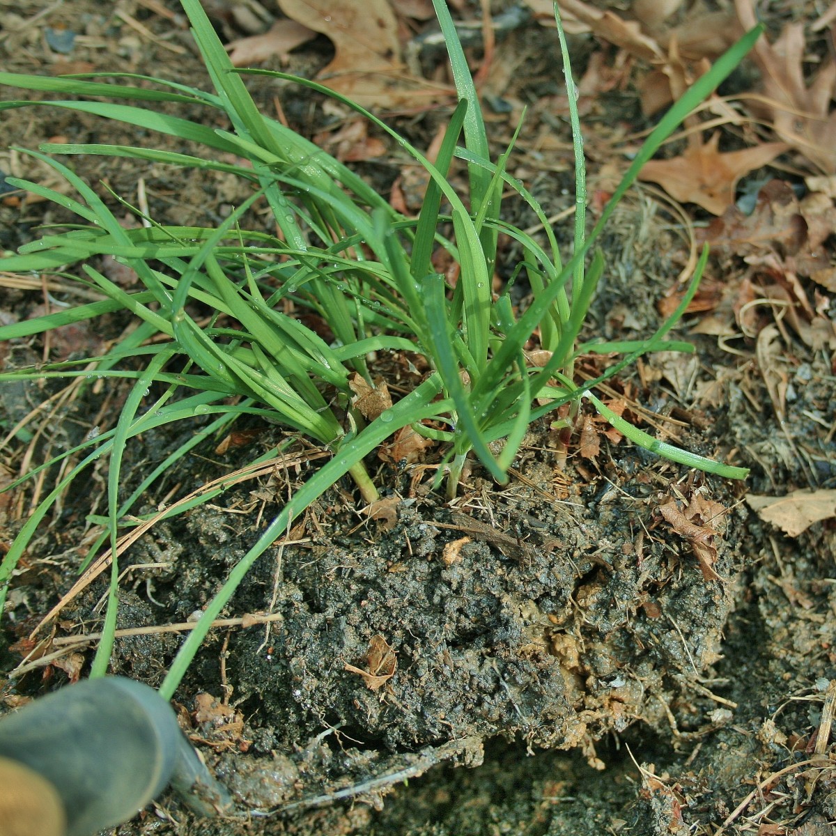 Using a spade or shove, lift the clump from the ground, leaving the bulbets and roots intact.