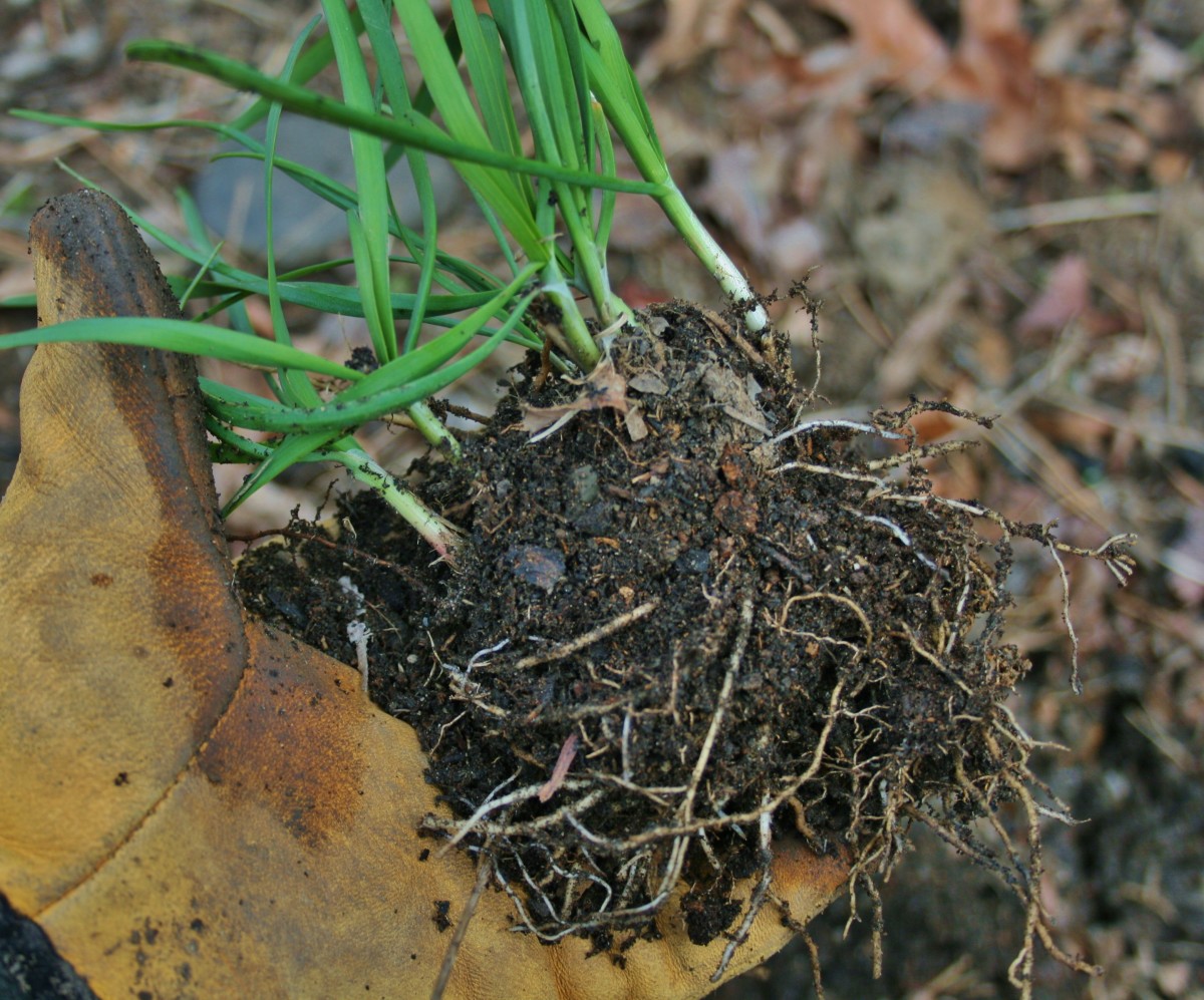 The bulbets are at the very base of the chive stems, with roots extending from them into the soil.