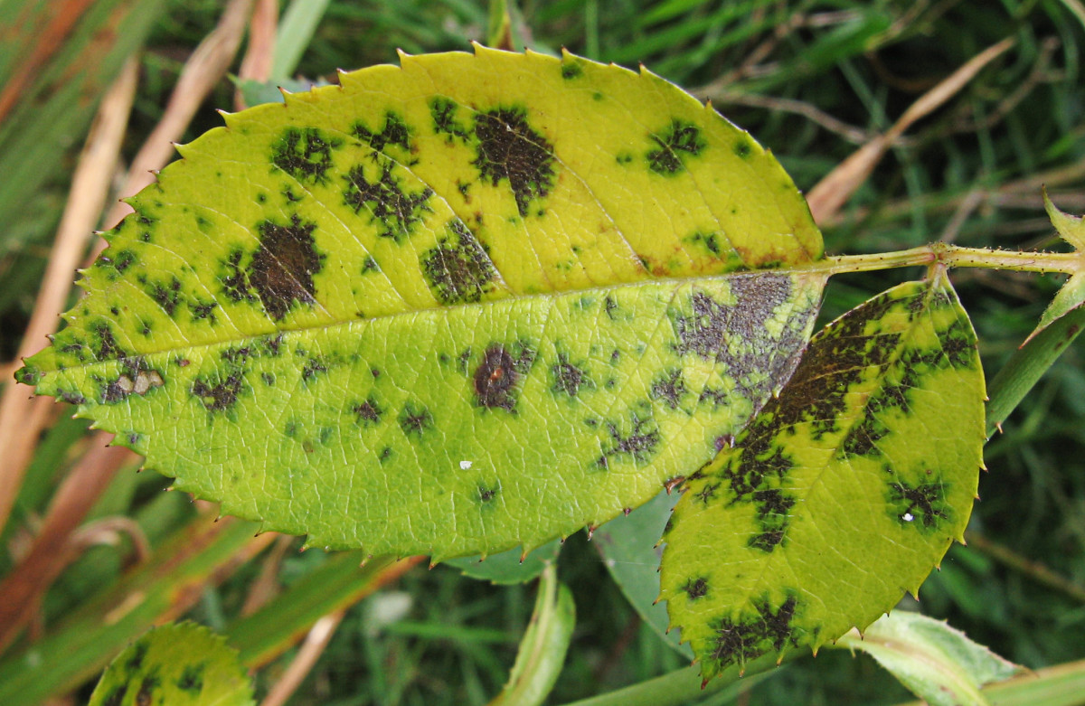 Diplocarpon rosae, black spot disease on a rose leaf