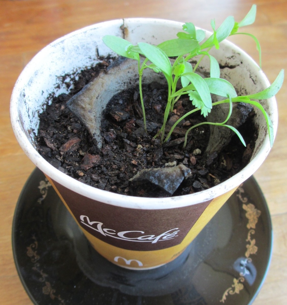 Seedlings can also be replanted into a pot or other container after sprouting.