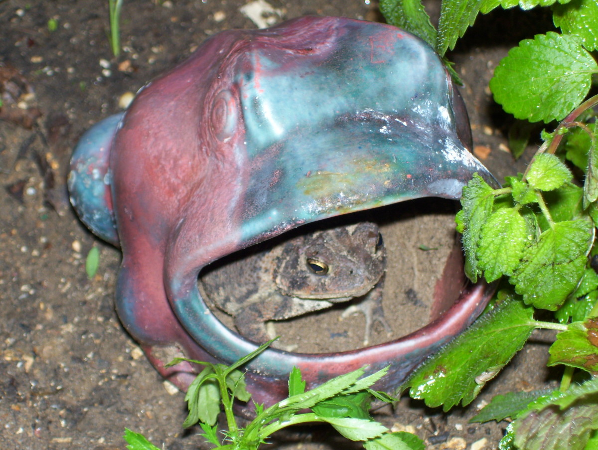 Repurposed kitchen frog becomes a toad-home. A truly magical touch to the garden.