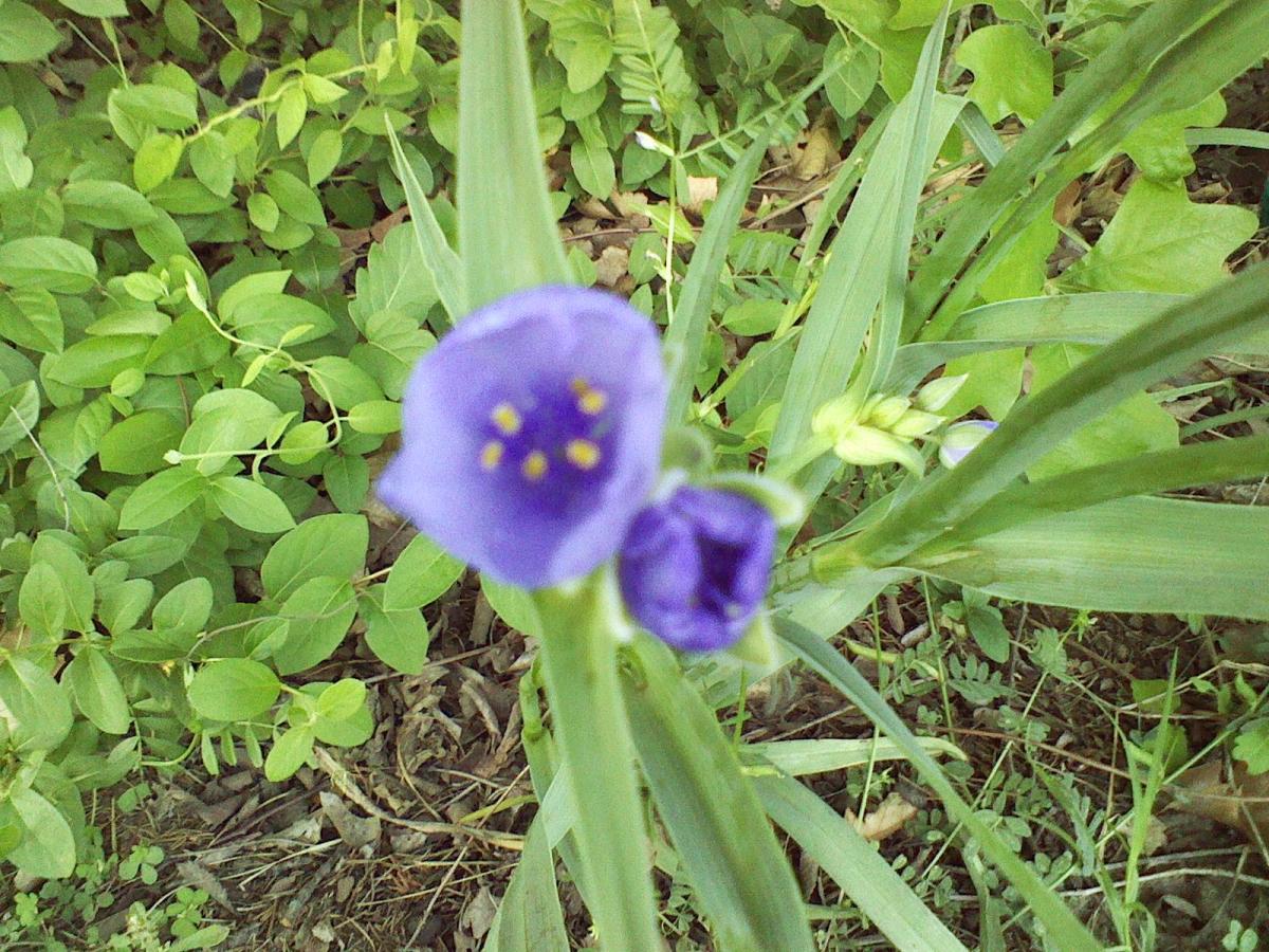 Something purple that I didn't plant, but that was allowed to stay in the garden.