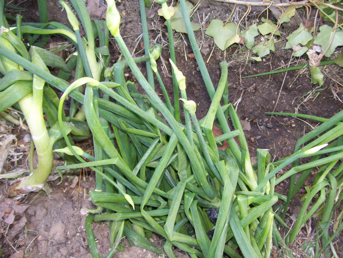 Small bed full of my daughter's favorite veggie-onions!