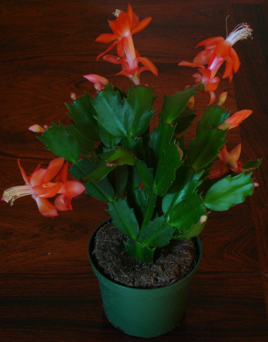 Christmas cactus.