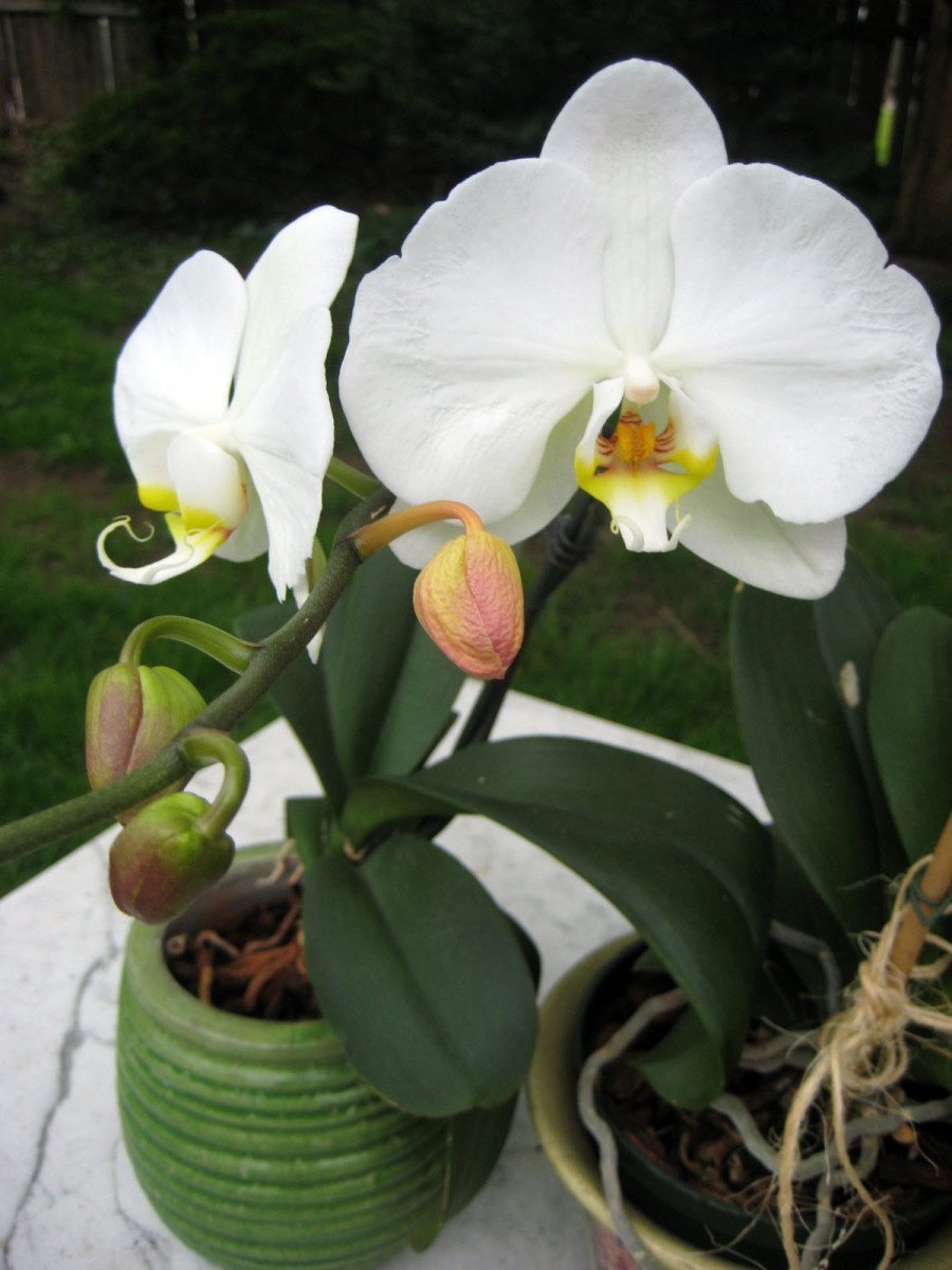 Moth orchid.