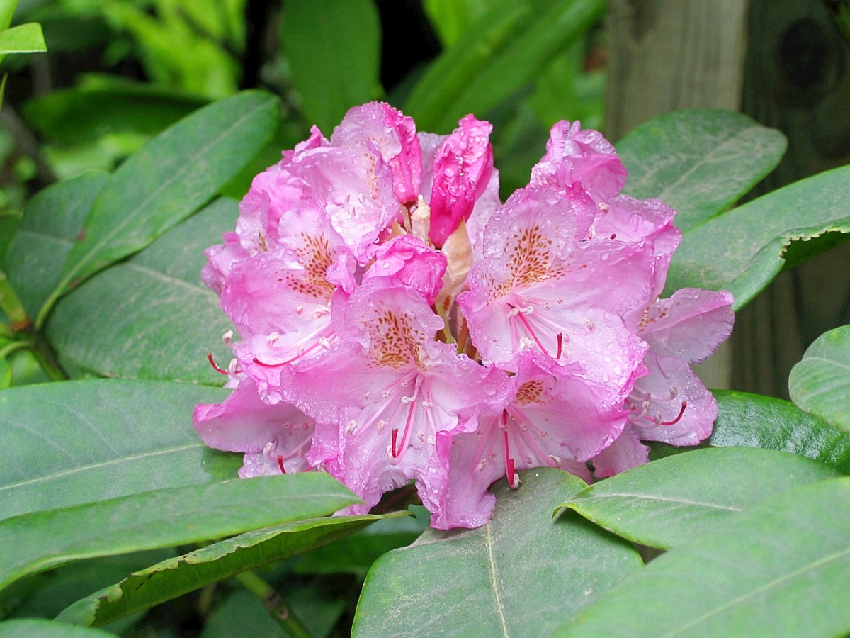 The Pacific or Western rhododendron is a wild plant native to western North America. 