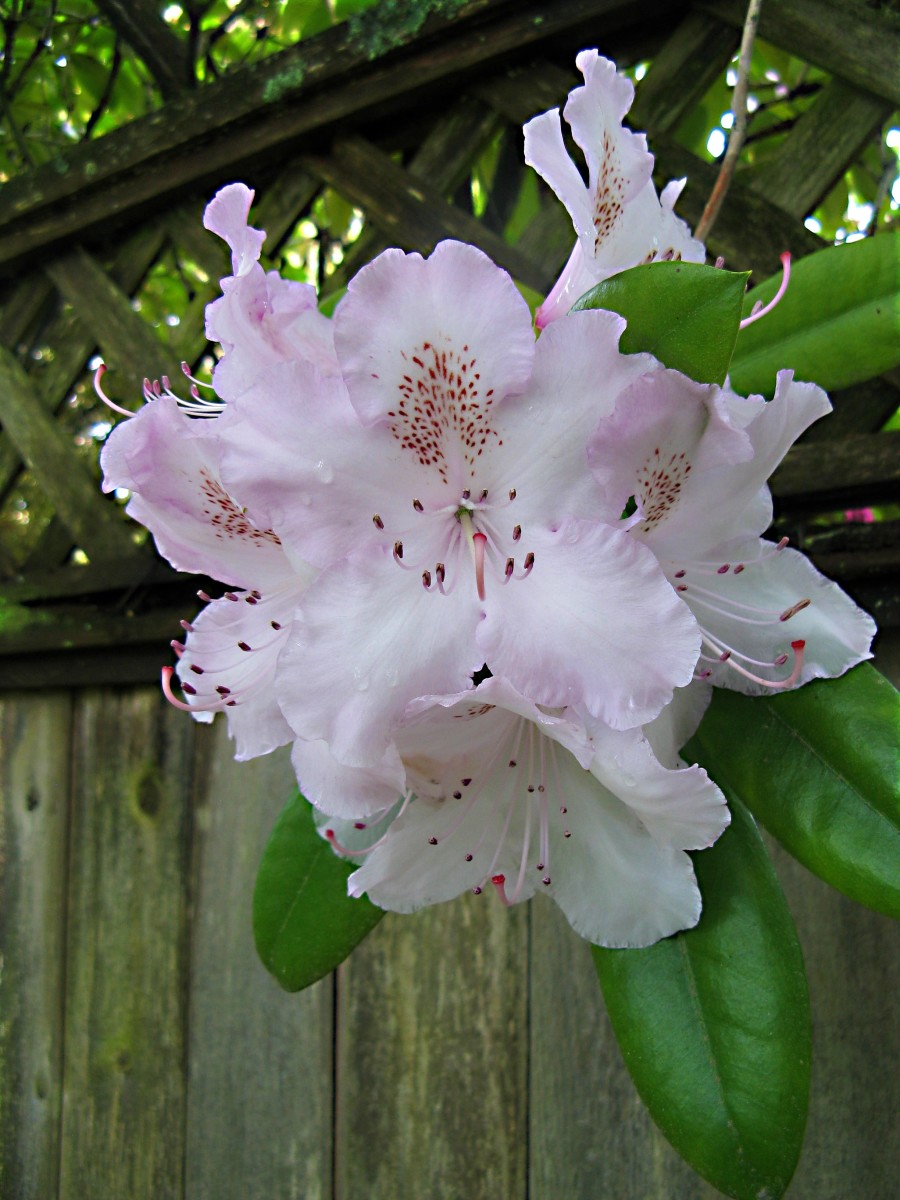 A rhododendron with pale blossoms