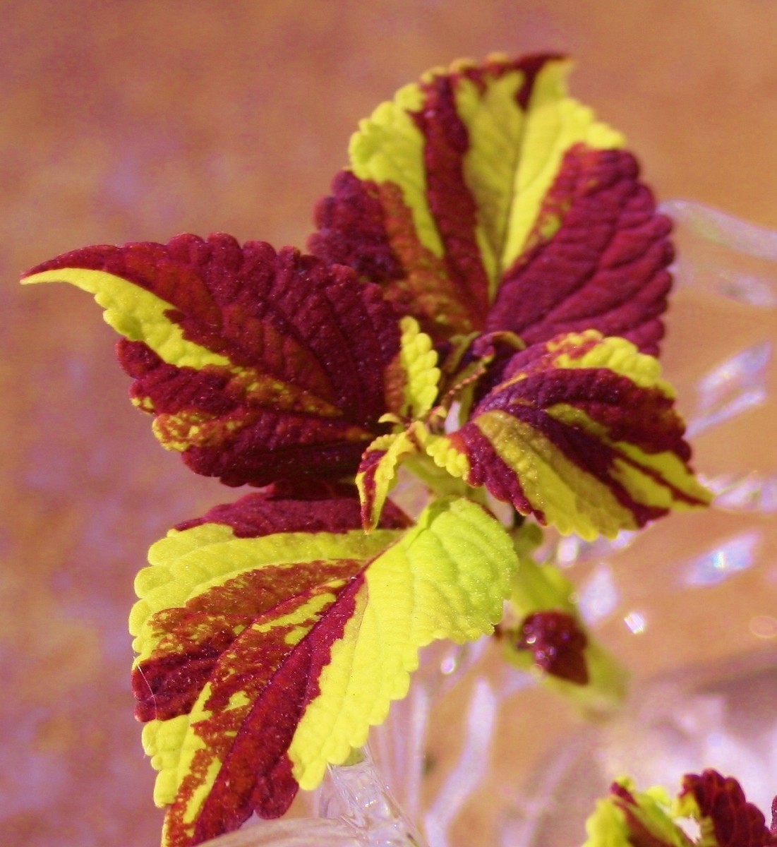 how-to-propagate-coleus-from-cuttings