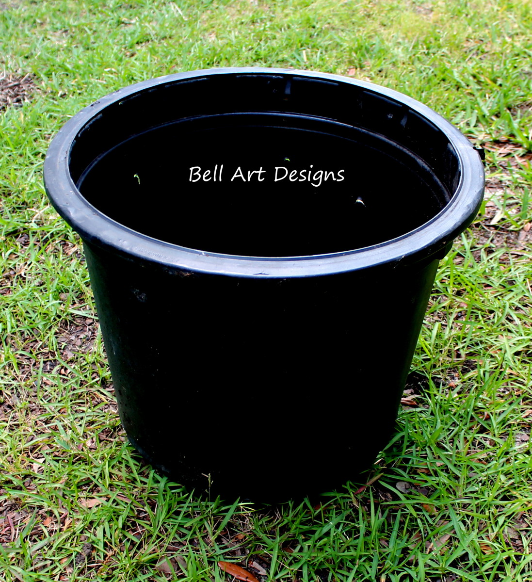 How to Grow Confederate Jasmine in Pots Dengarden