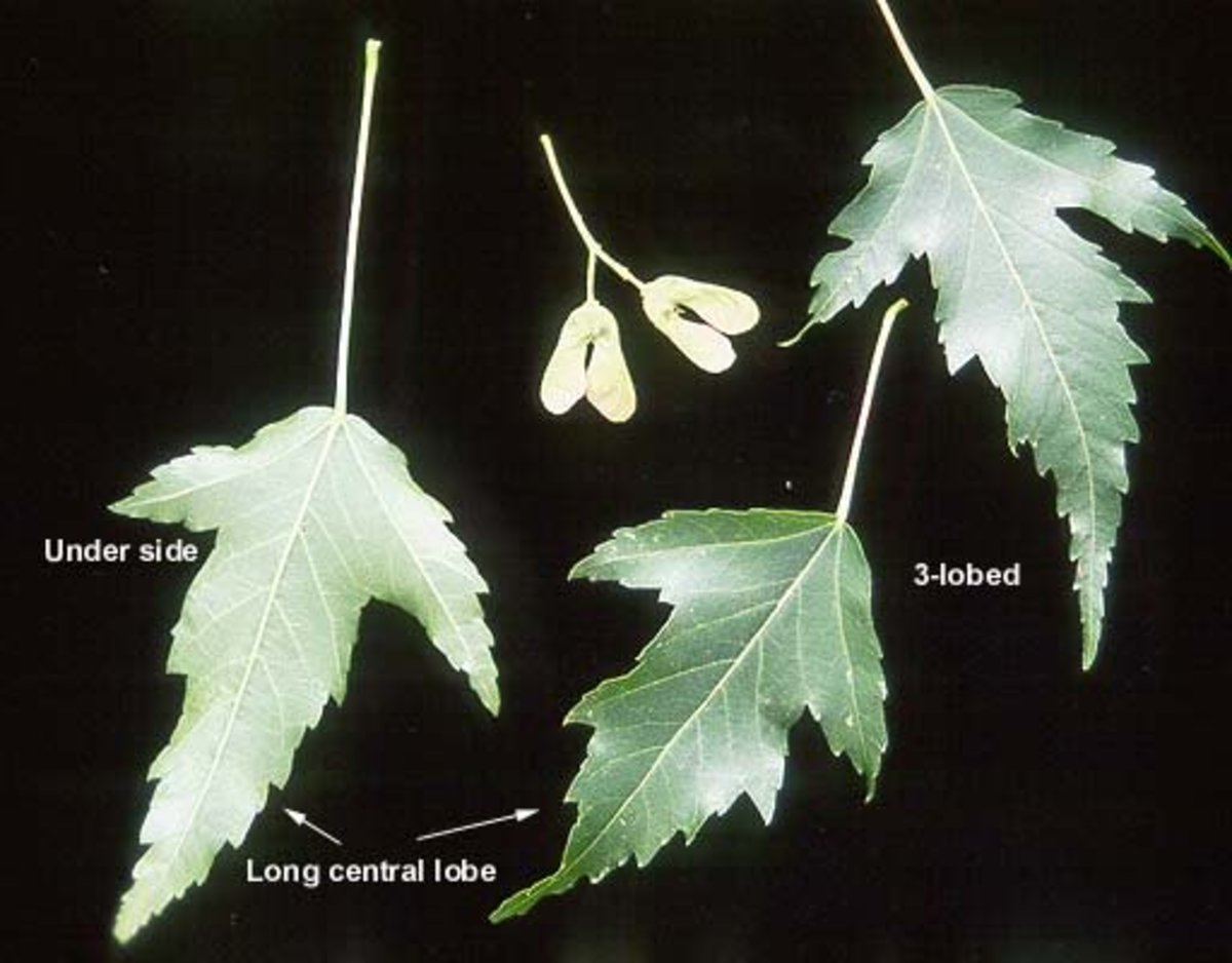 Marantaceae Leaf identification