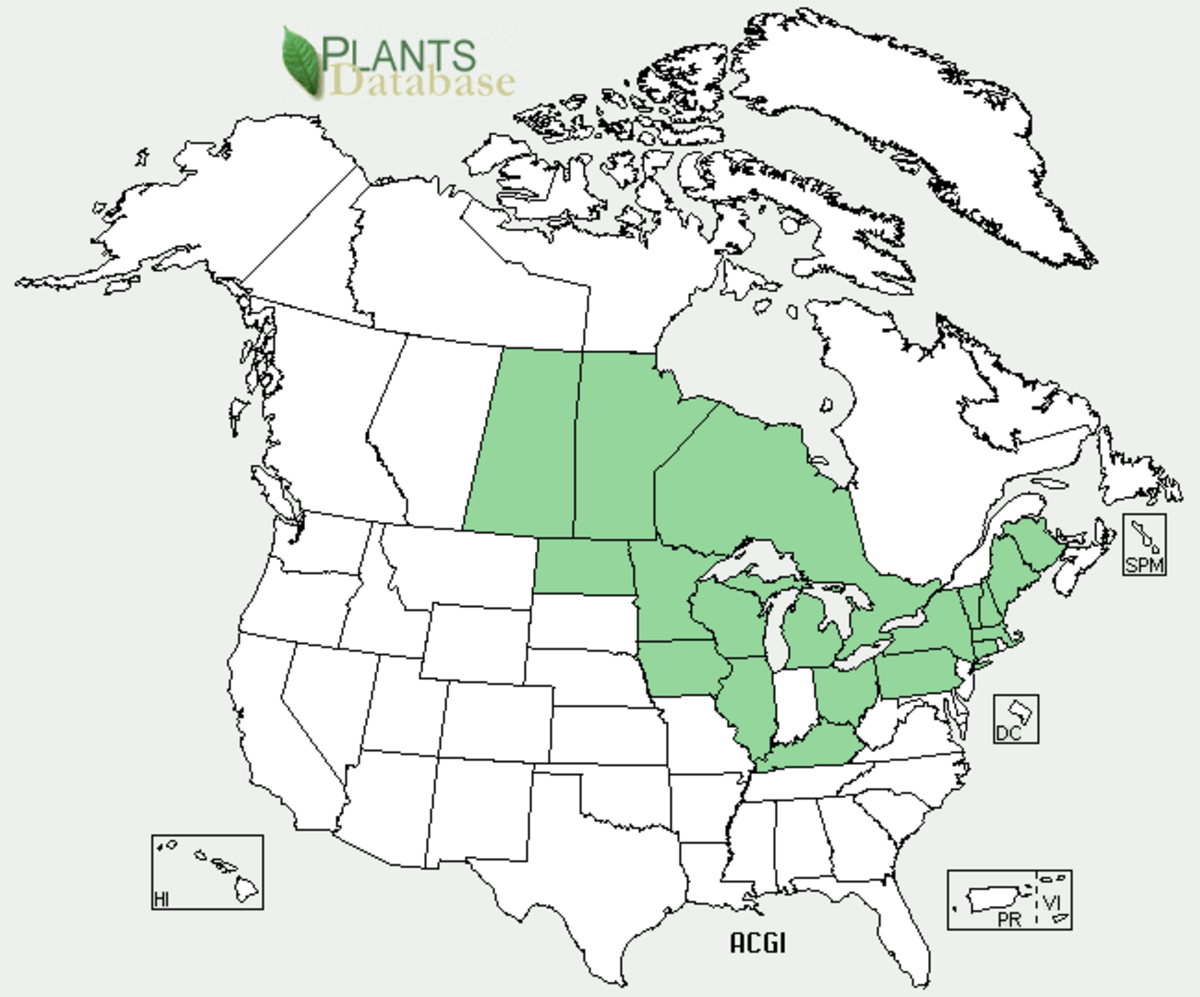 The shaded regions on this map show the predominant areas where Amur maple like to grow in North America.