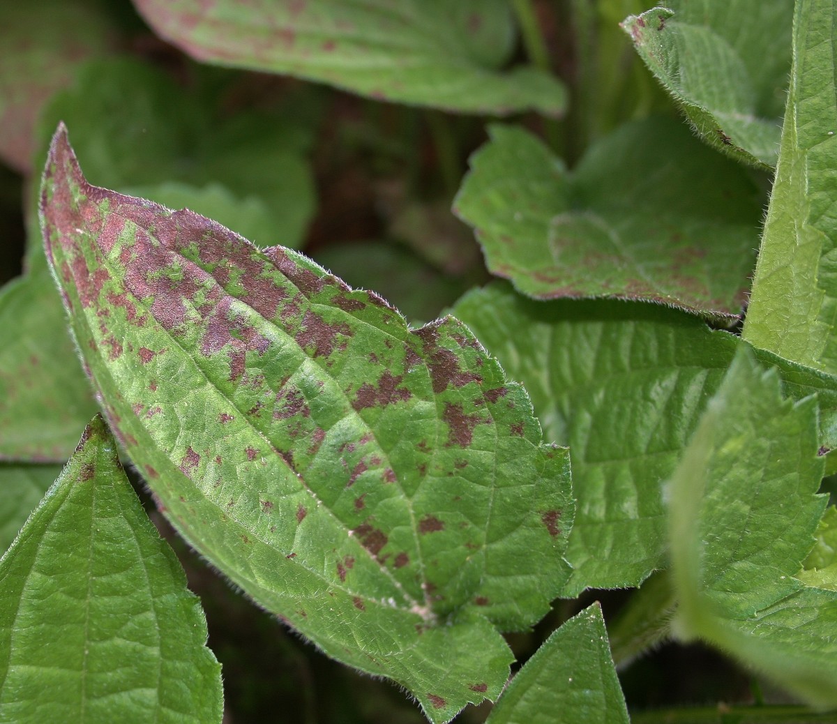 Rust causes black spots on the leaves of black-eyed Susans.