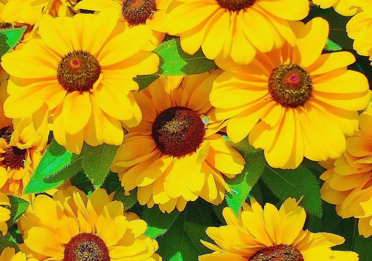 How to Prevent Black Spot on BlackEyed Susan Leaves Dengarden