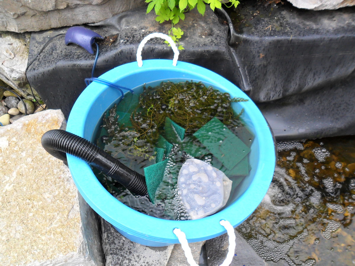 How to Clear Green Pond Water Dengarden