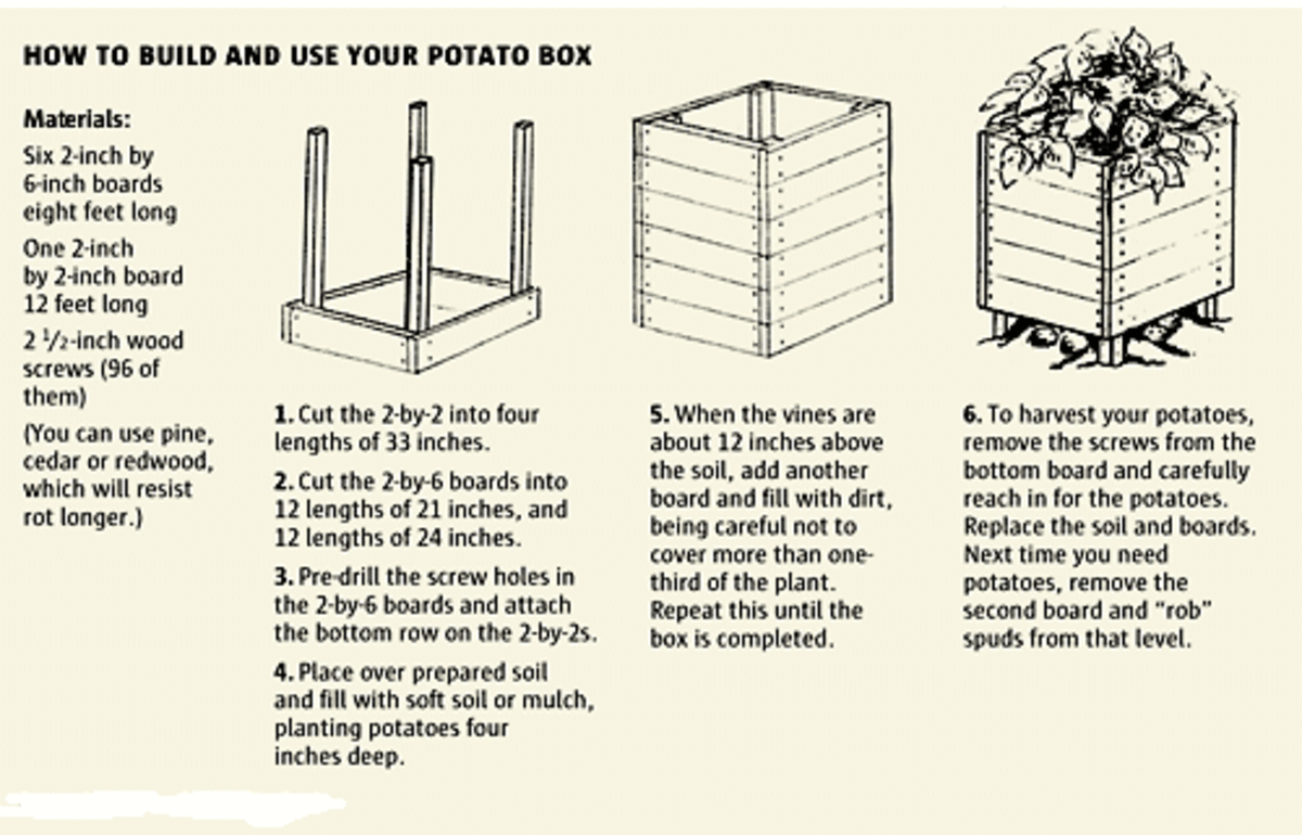Here is an explanation of exactly how to grow your potatoes in a potato grow box. It also tells you what to do and how to harvest your potatoes. 