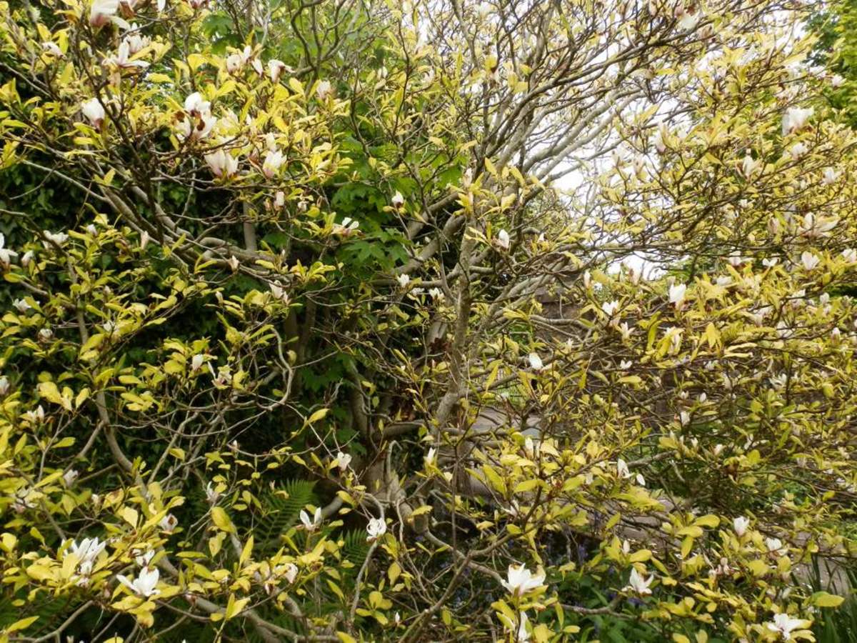 Very old magnolia tree in flower