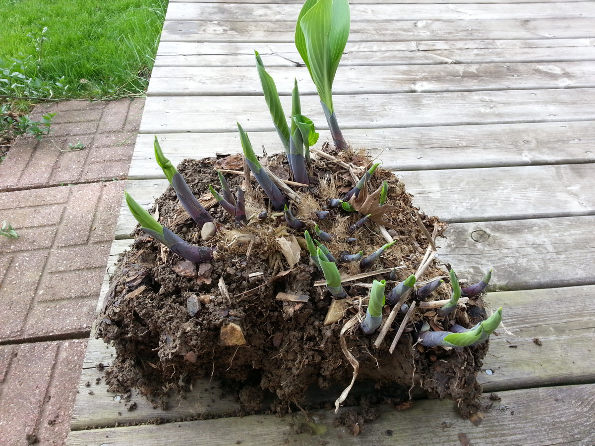 Hosta division straight from the ground.