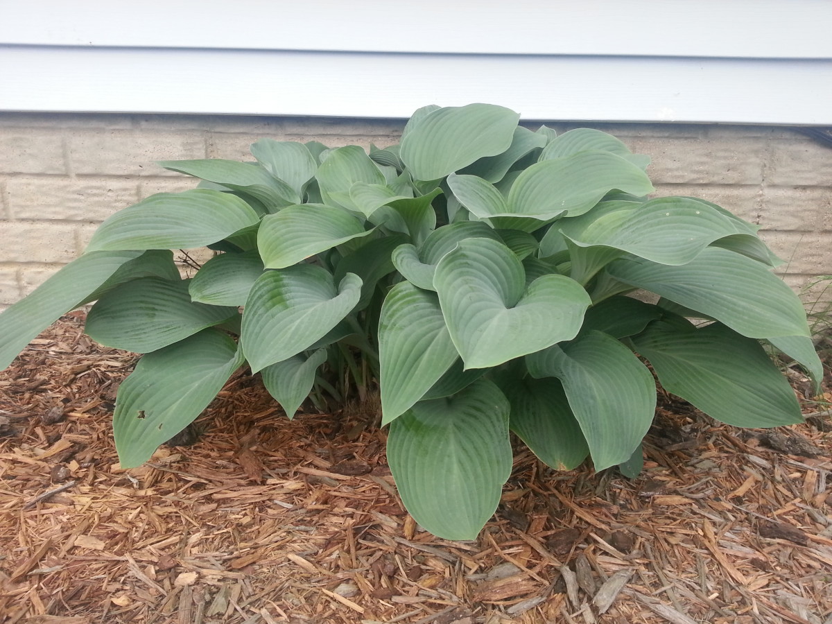 The Hosta division about a month after planting.  It is thriving in its new location!