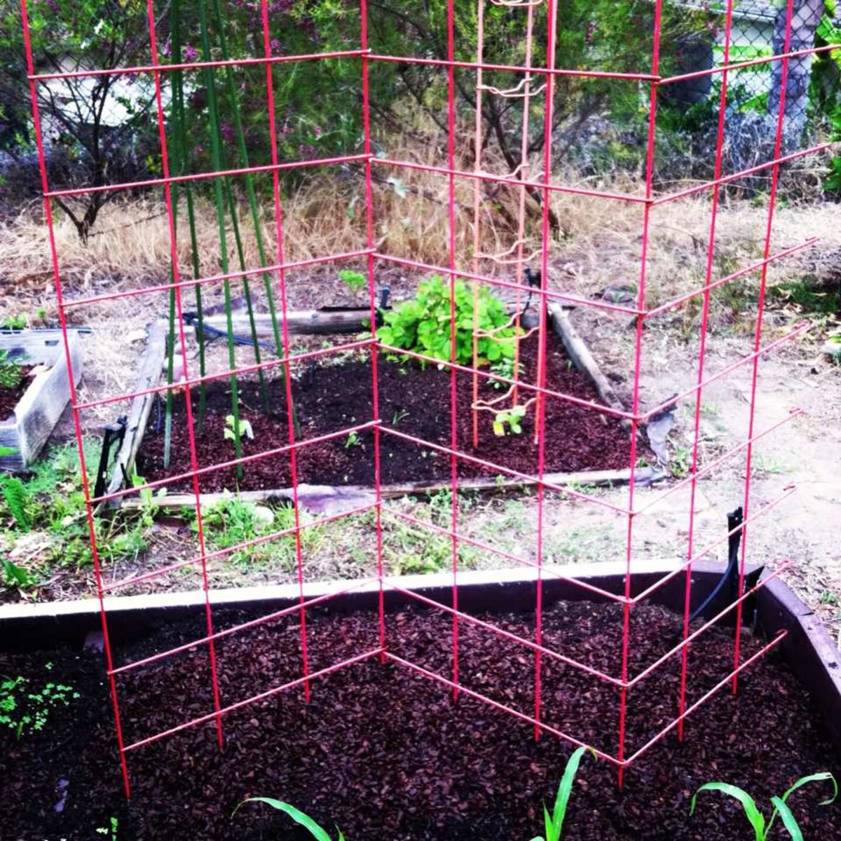 Pea Trellis: A sturdy pea fence is nice to have, particularly when space is at a premium.
