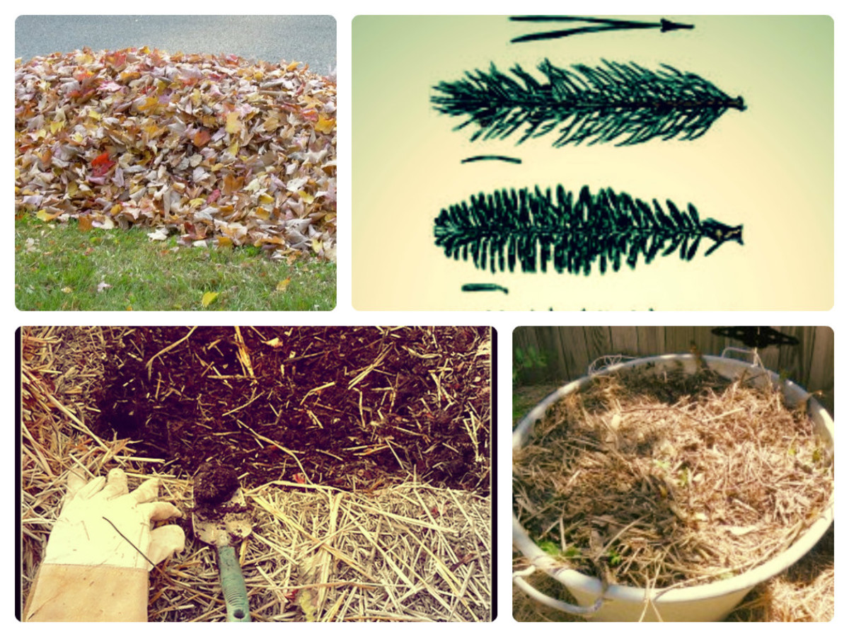 How to Use a Composting Bin or Create a Compost Pile