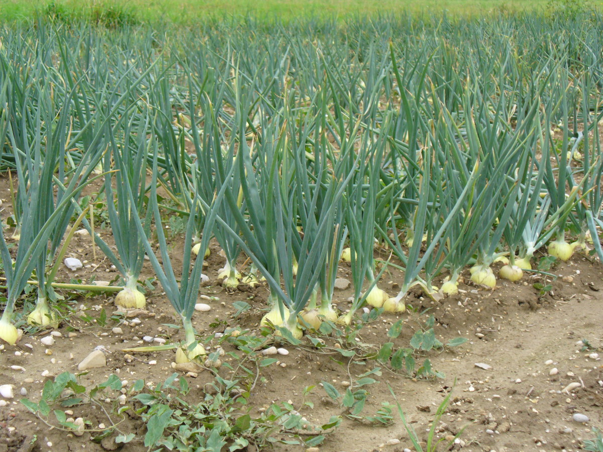 Onions after three months, almost ready to be harvested. 