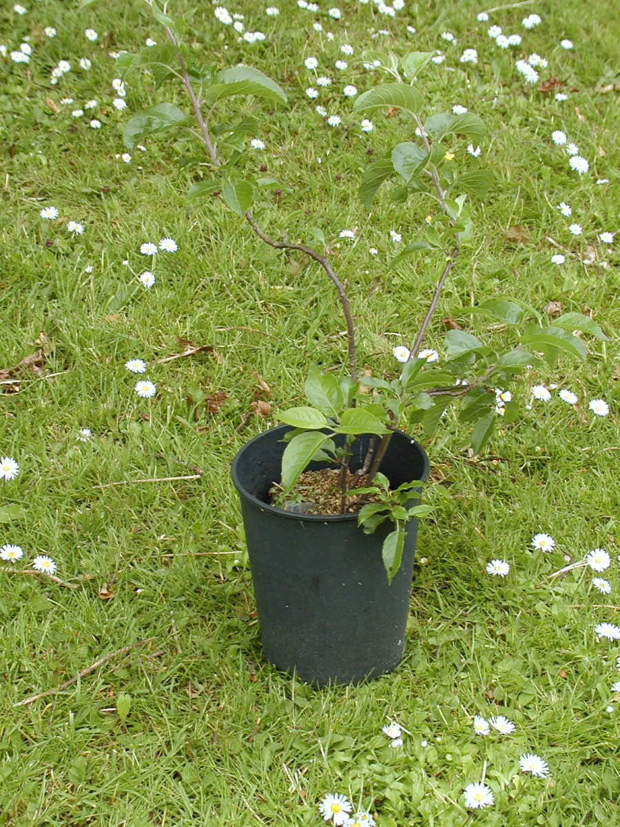 An apple tree gets lucky after having been stuck in a pot for years!