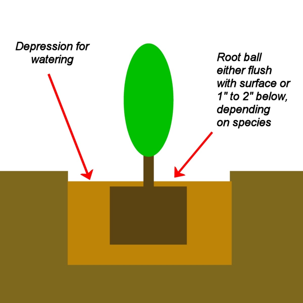 Cross section schematic of how to plant a tree