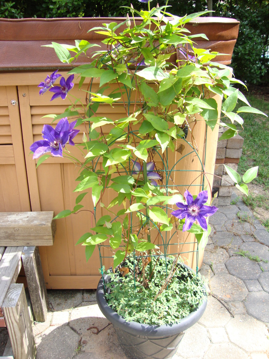 Clematis are commonly planted in the ground but can also be grown in a pot like the one pictured here.