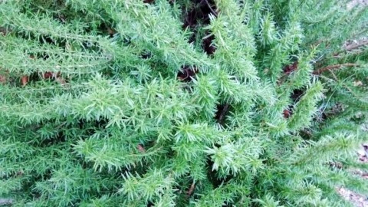 Rosemary is non-toxic, and be grown in containers. Rosemary can also be used for bonsai.