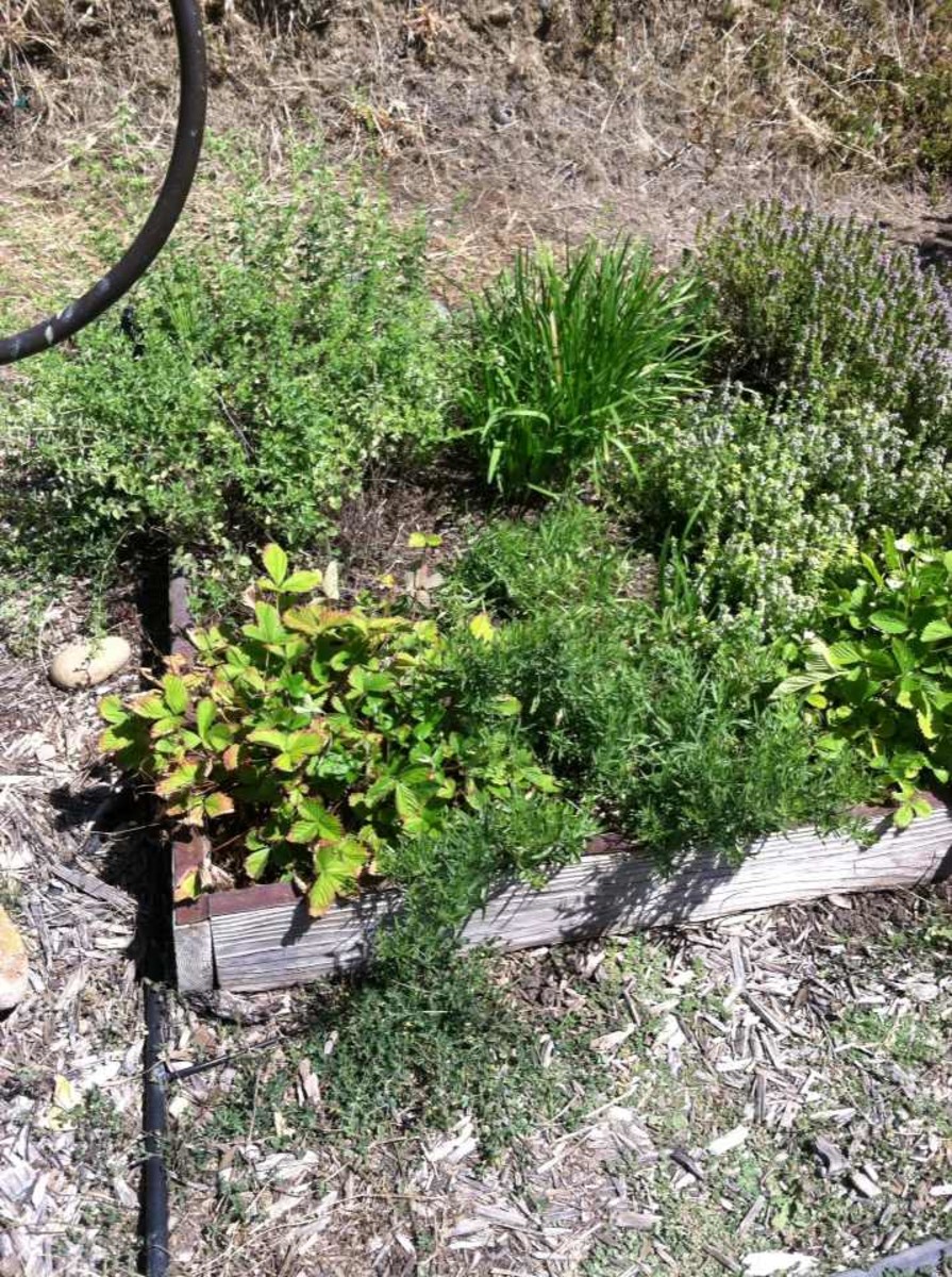How to Grow and Care for French Tarragon Dengarden