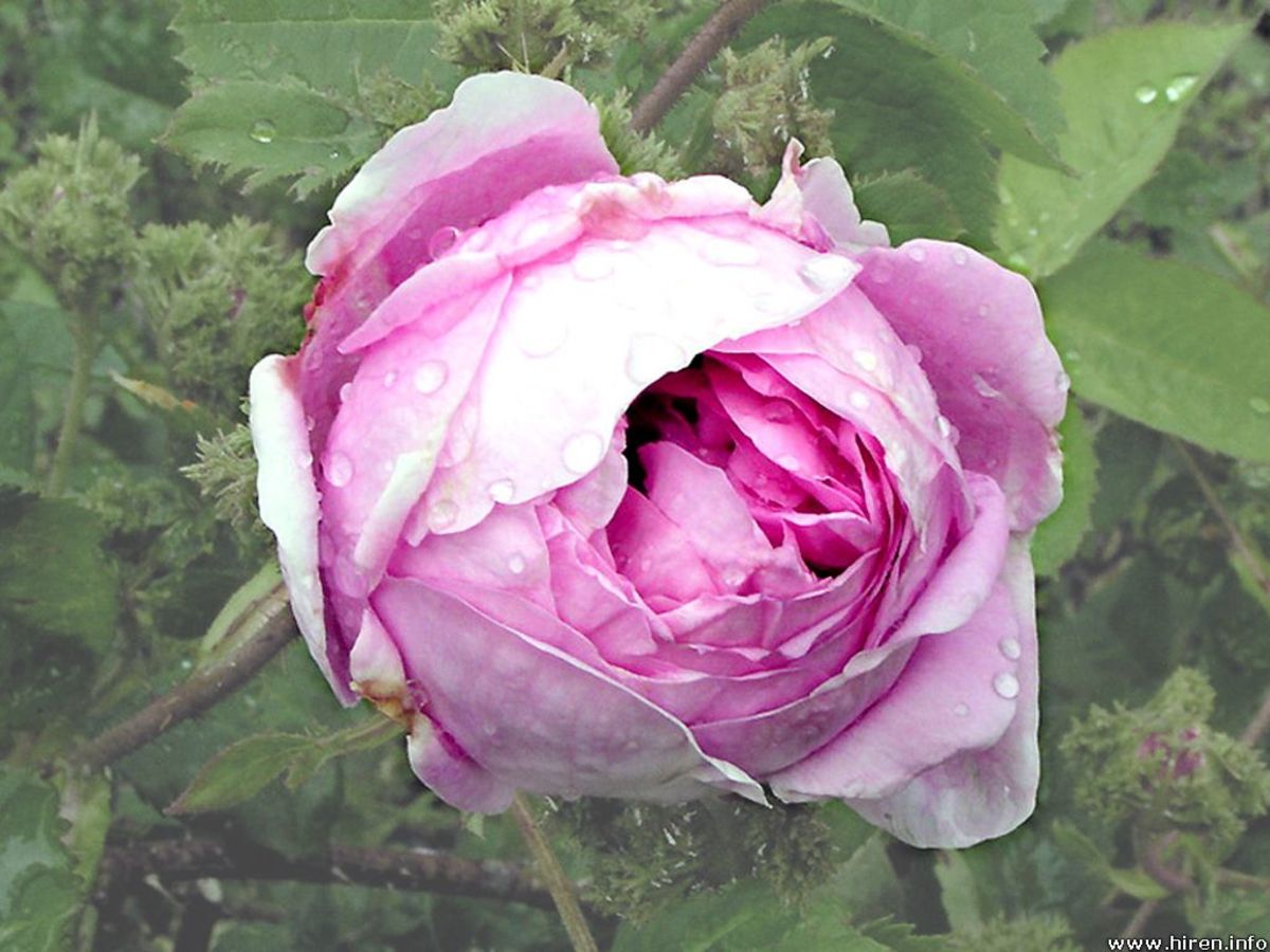 Centifolia rose (Cabbage Rose)