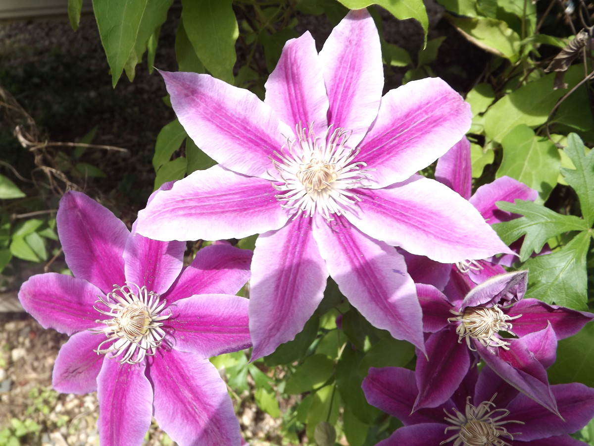 How to Plant and Grow Clematis Vines