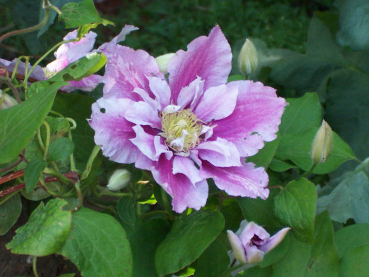 How to Plant and Grow Clematis Vines Dengarden