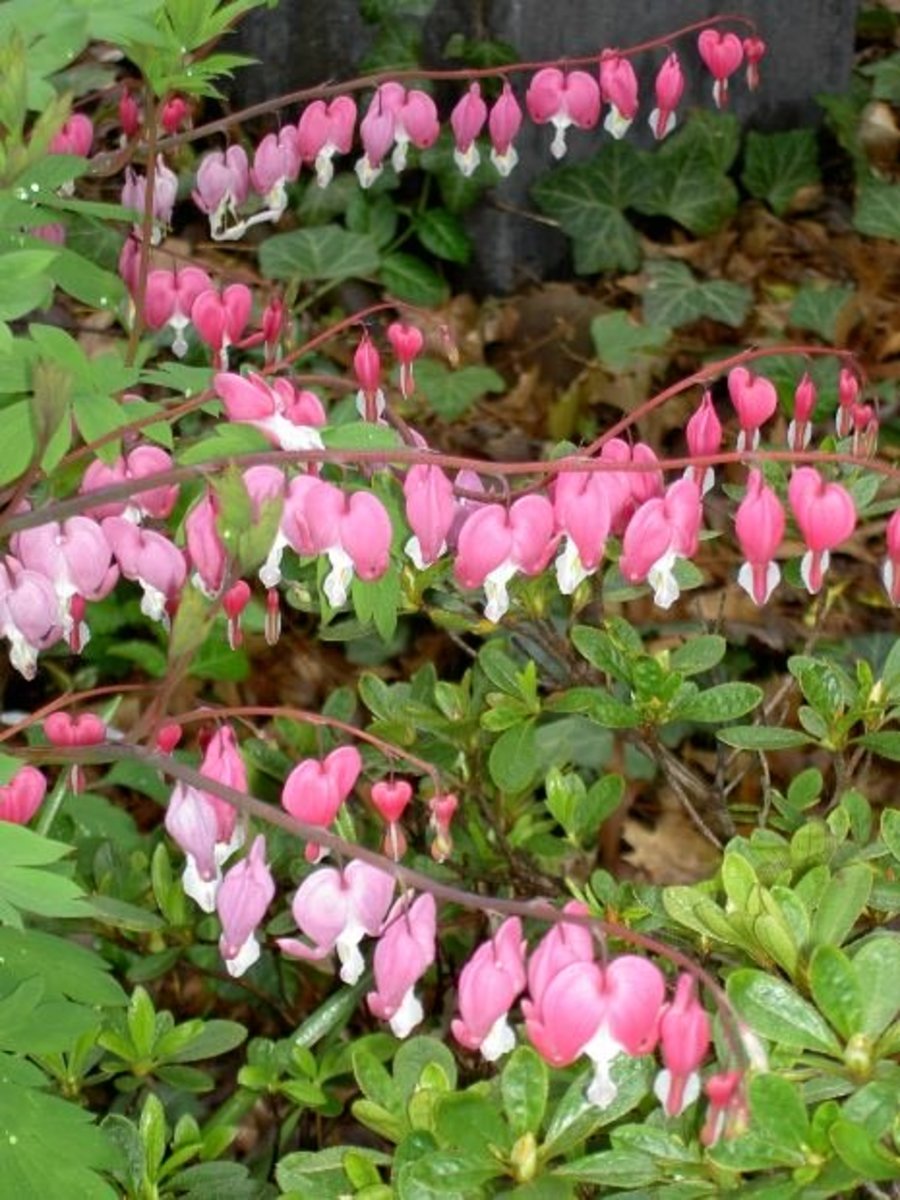 Bleeding Hearts are known for their heart shaped flowers that appear to be "bleeding".  