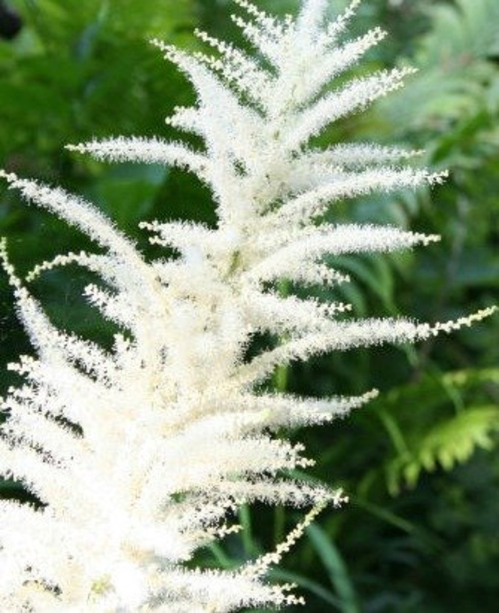 Astilbe can add a punch of white, pink or red to any shady area.