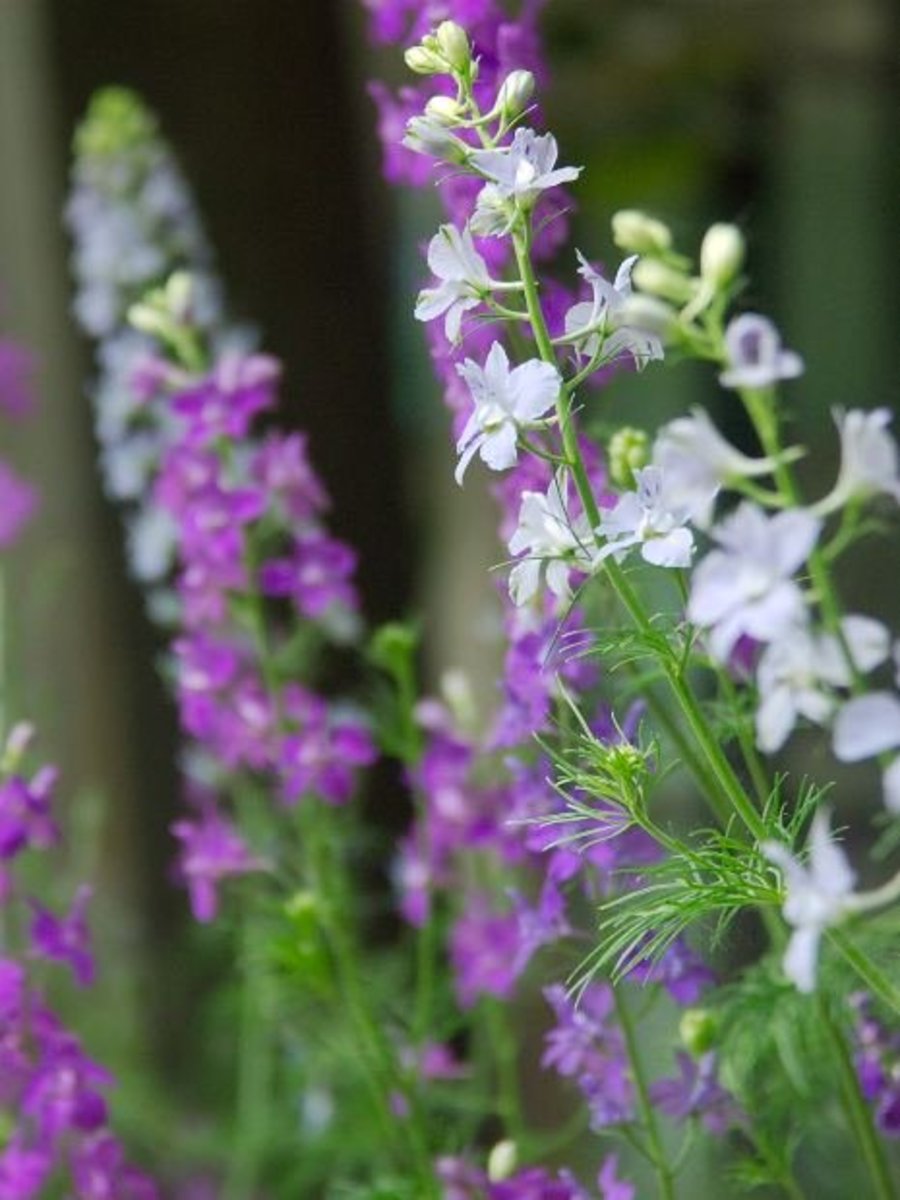 The regal stalks of the Delphinium flower make excellent cut flowers.  