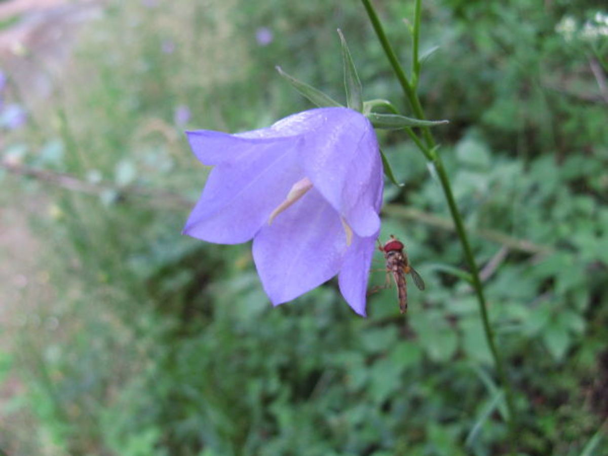 Bellflowers get their name from their bell shaped flower.  