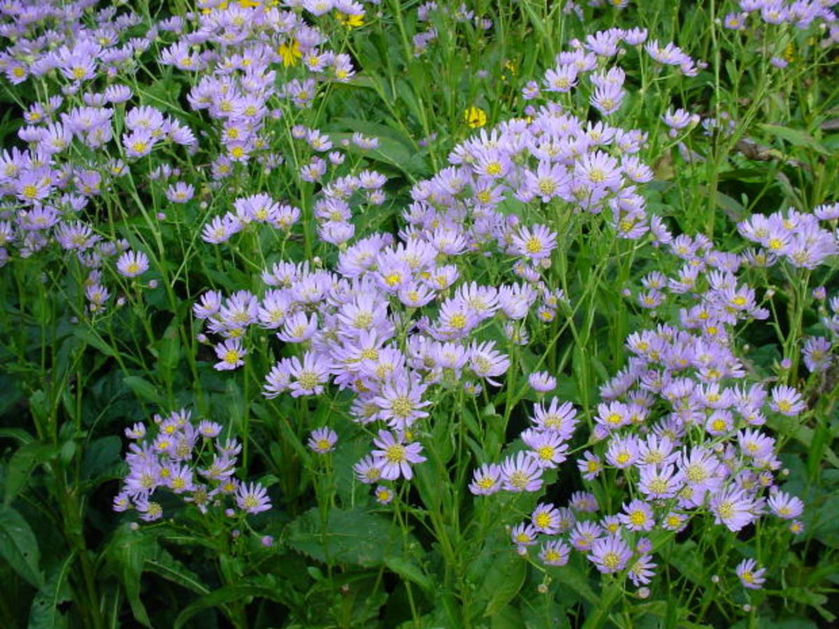 Asters will easily naturalize in the shade garden.  