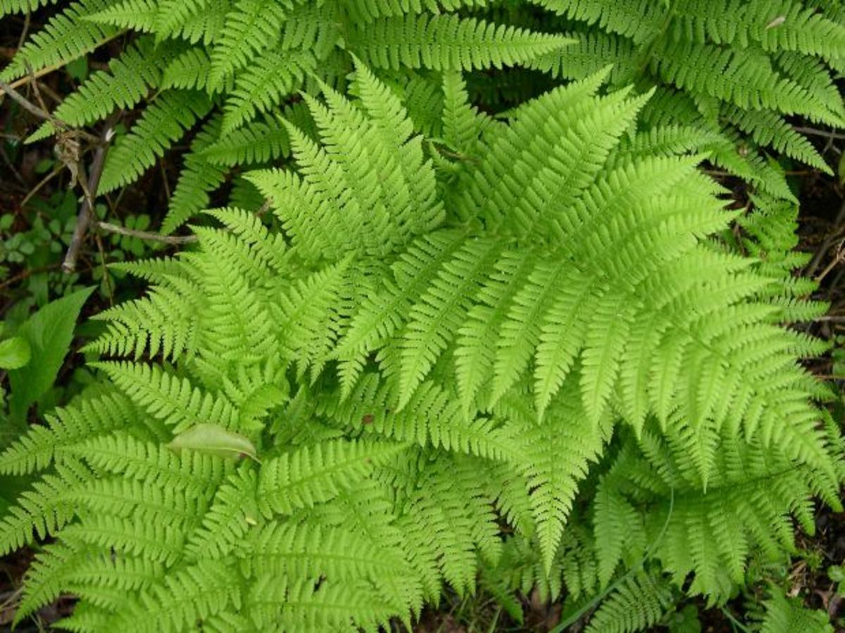 Ferns are a shade plant that are grown for the texture its foliage gives to the garden.  