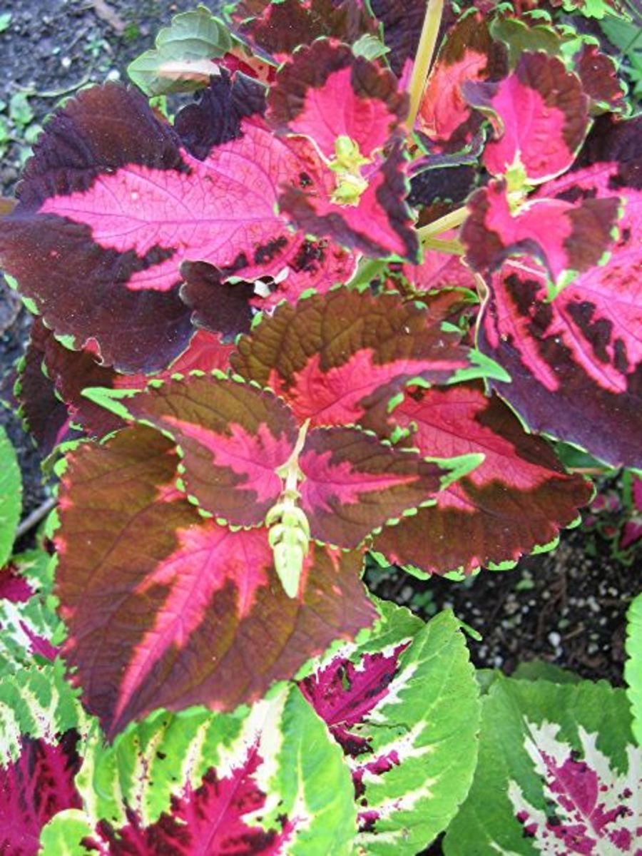 Coleus can give a punch of color to the shade garden not from its flowers, but from its leaves.  