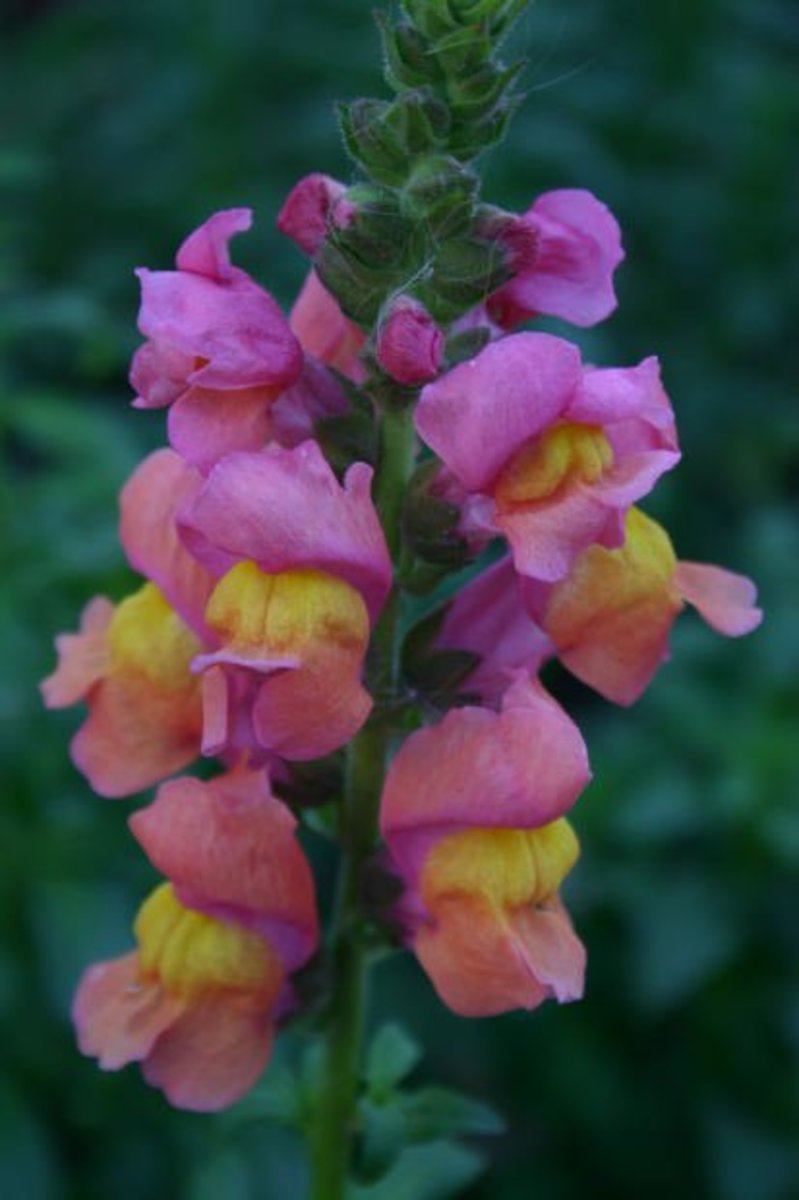 Snapdragons can add a variety of colors to your shade garden.  