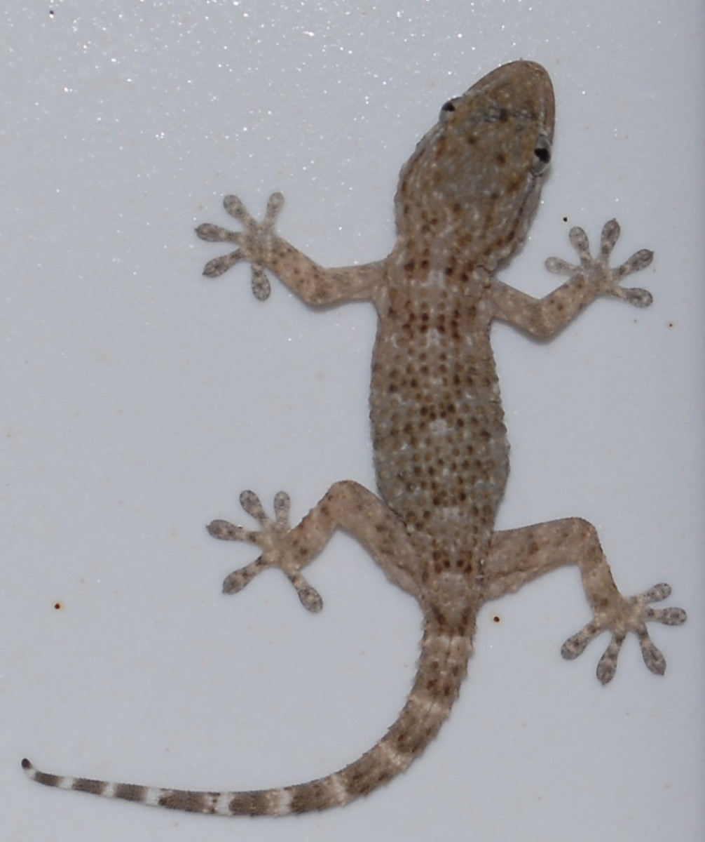 Geckos are a great way to get rid of cockroaches.