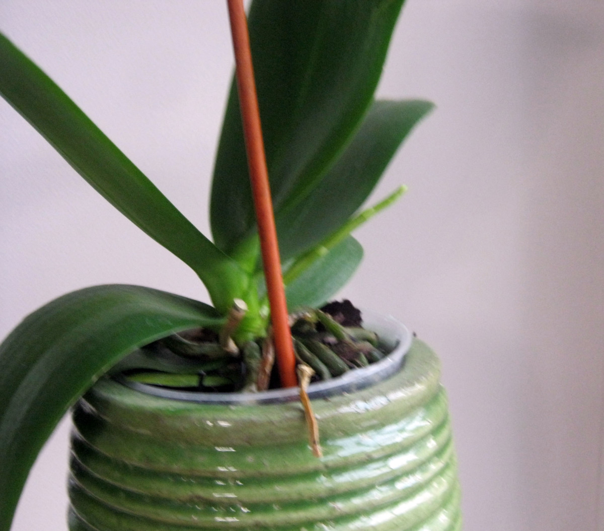 Easy Orchid for Beginners The Moth Orchid Dengarden