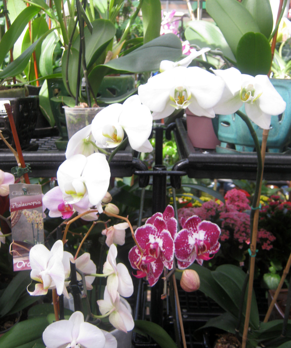 phalaenopsis-the-easiest-orchid-for-beginners